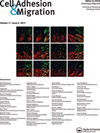 Cell Adhesion & Migration